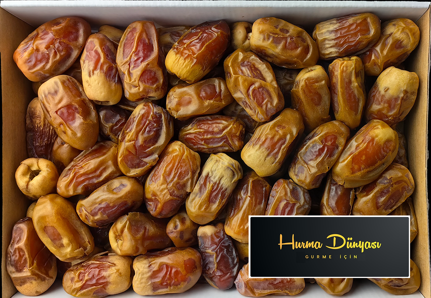 السجعي المصري