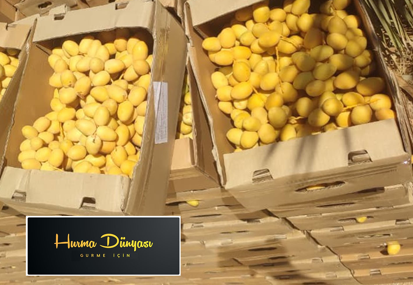 البرحي المصري الطازج