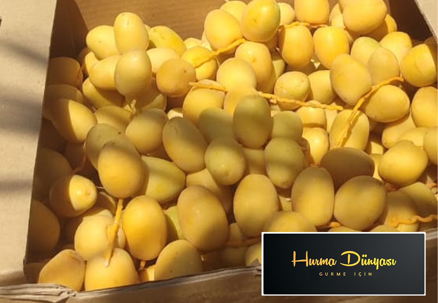 البرحي المصري الطازج