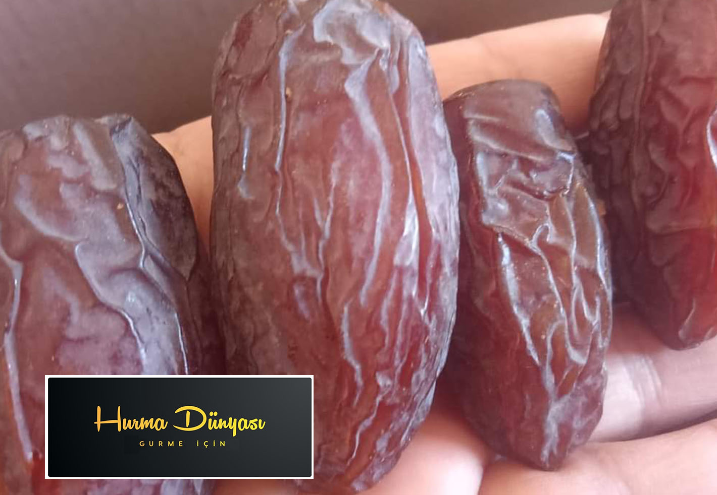 المجدول المصري