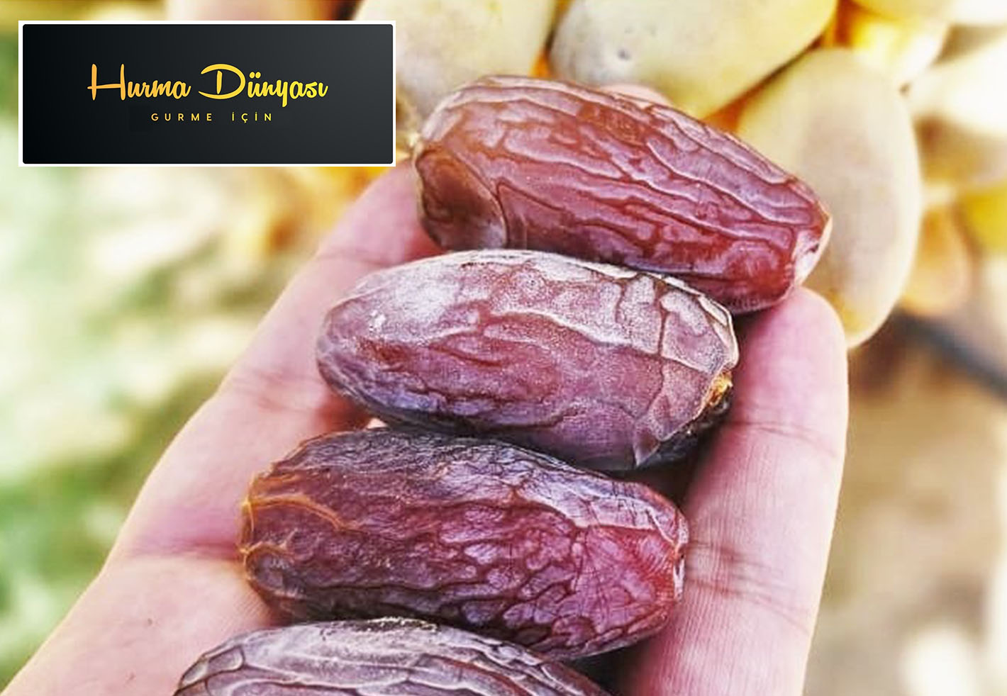 المجدول المصري - صورة 2