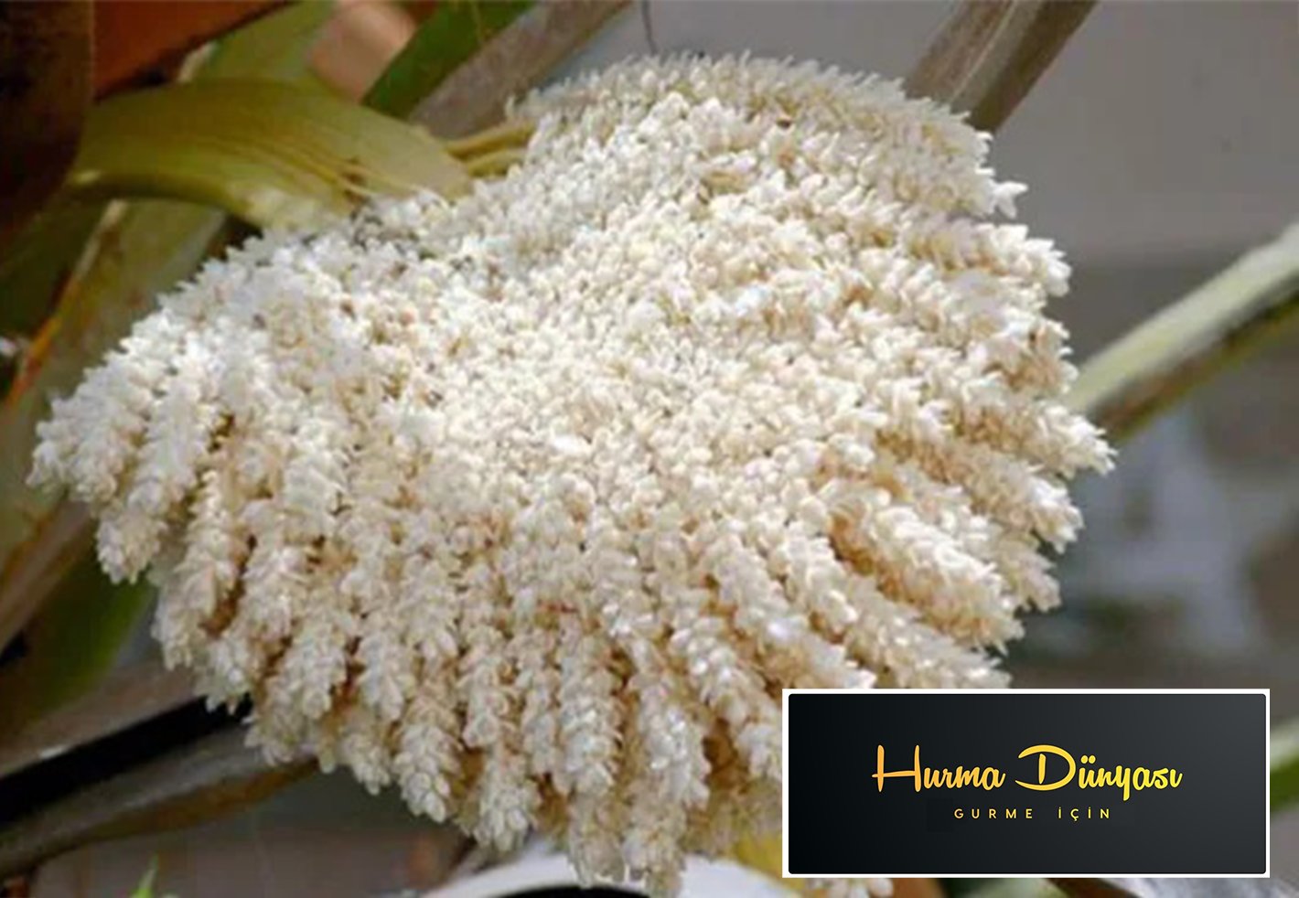 حبوب اللقاح