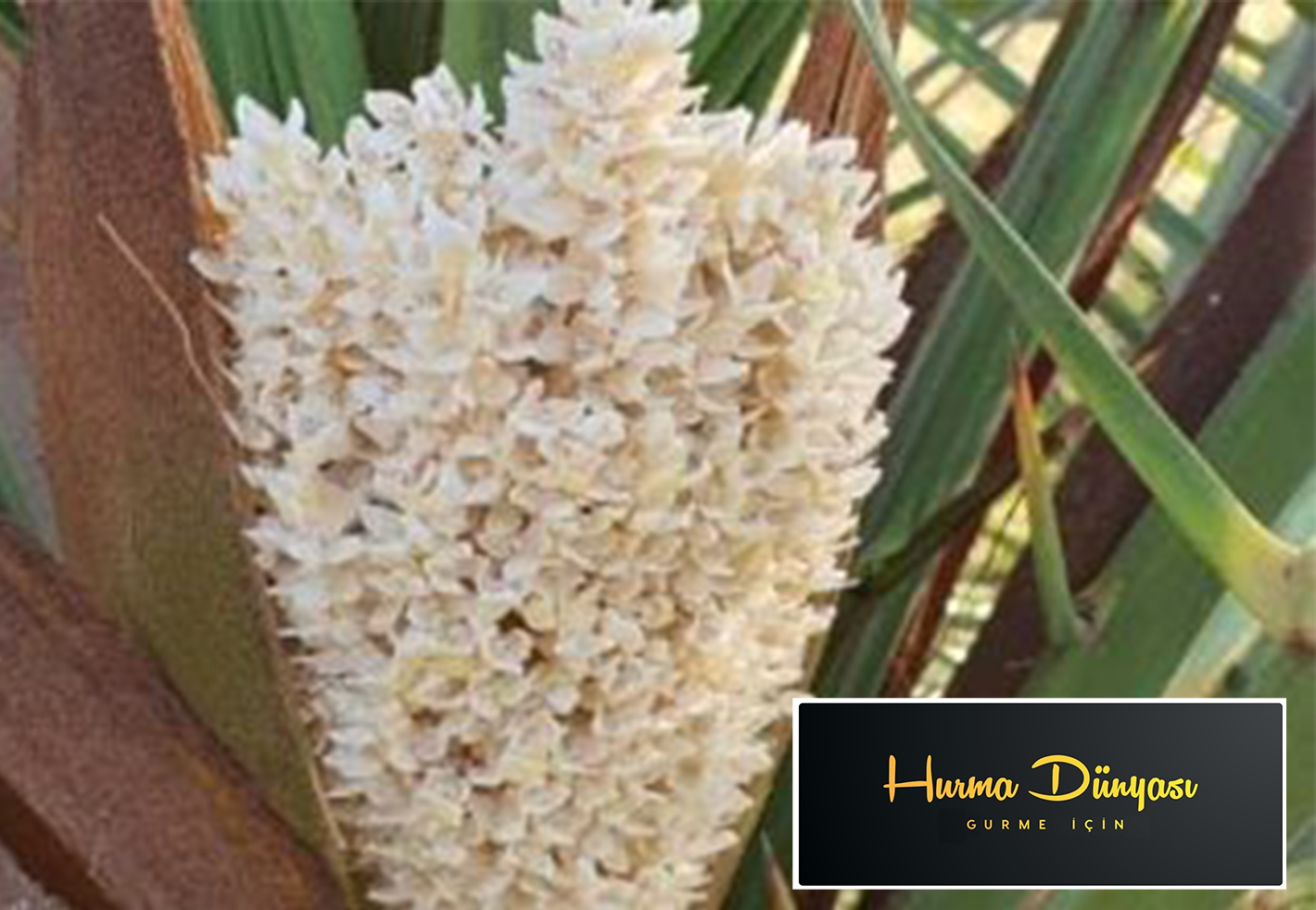 حبوب اللقاح